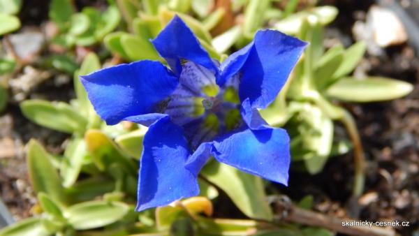 Hořec kvete výrazně modrými květy. 