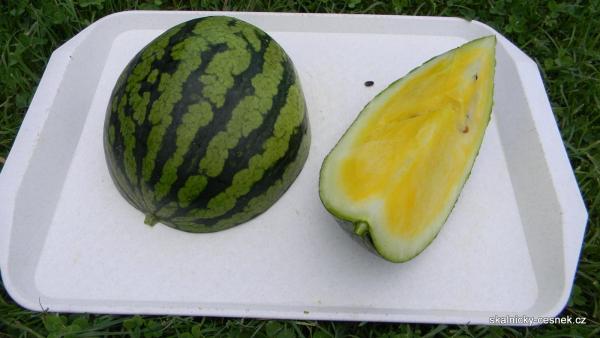 Vodní meloun se žlutou dužinou. 