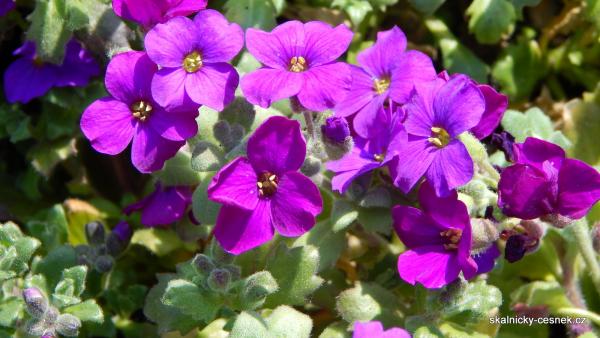 tařička s fialovými květy