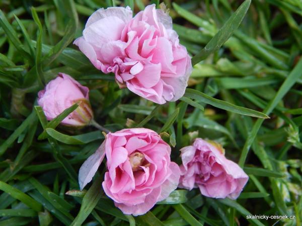 devaterník Annabel má plné růžové květy