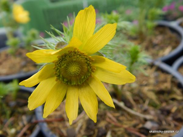 květ hlaváčku má zářivě žlutou barvu