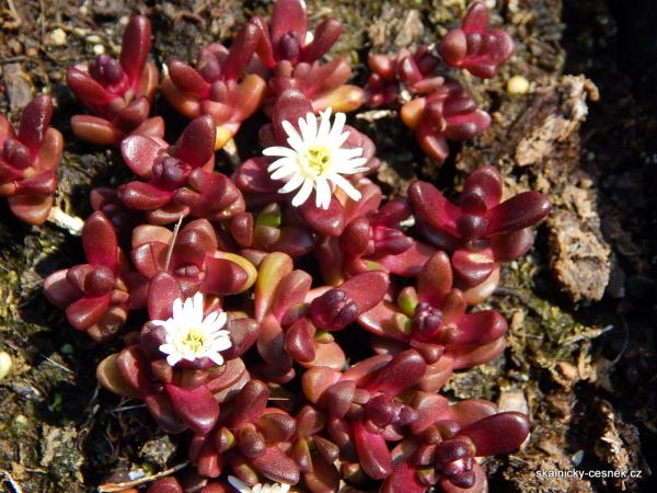delosperma alpina v květu