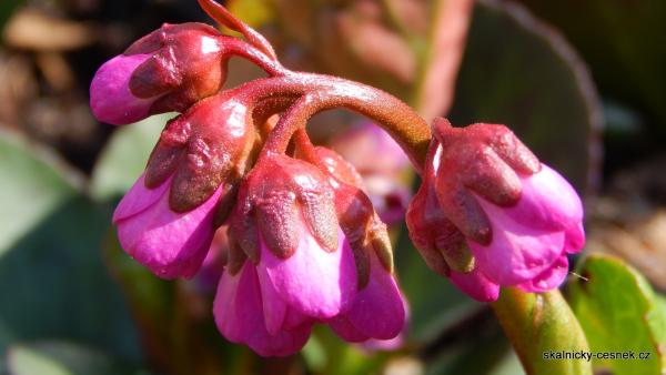 Bergenie tvoří zvonkovité květy v různých odstínech růžové.