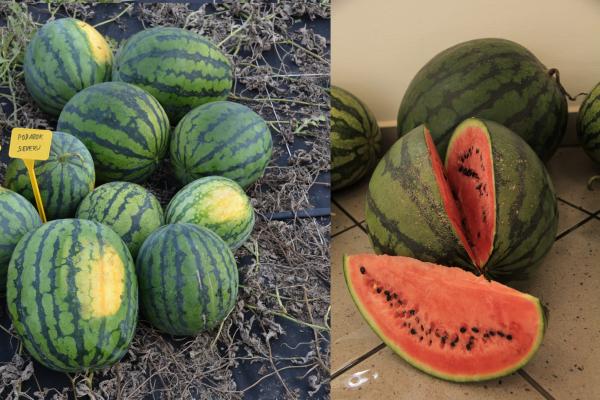 ruská odrůda vodního melounu Podarok Severu
