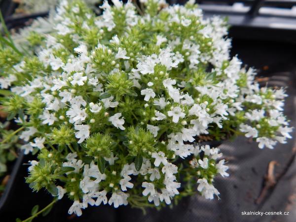 Mateřídouška bílá v polovině května obsypaná květy.