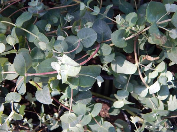 rostlina eukalyptu se pěstuje jako pokojovka
